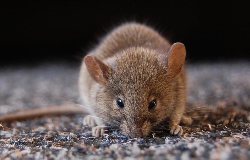 How Prevention is the Best Key to Rodent Removal?